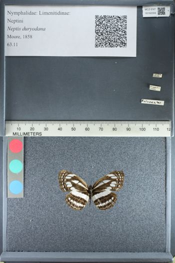 Media type: image;   Entomology 162004